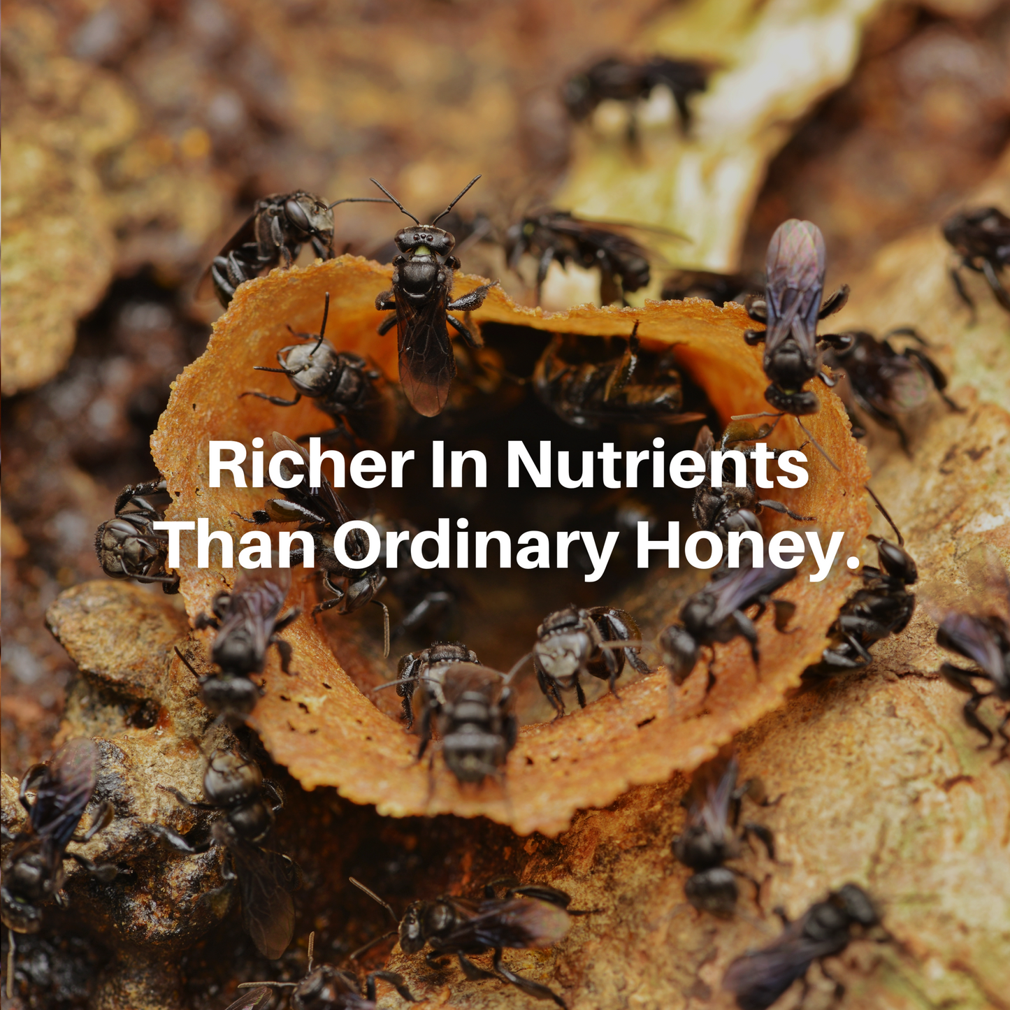 HoneyPlusCo | 100% Natural Melipona Honey - Made By Stingless Bees