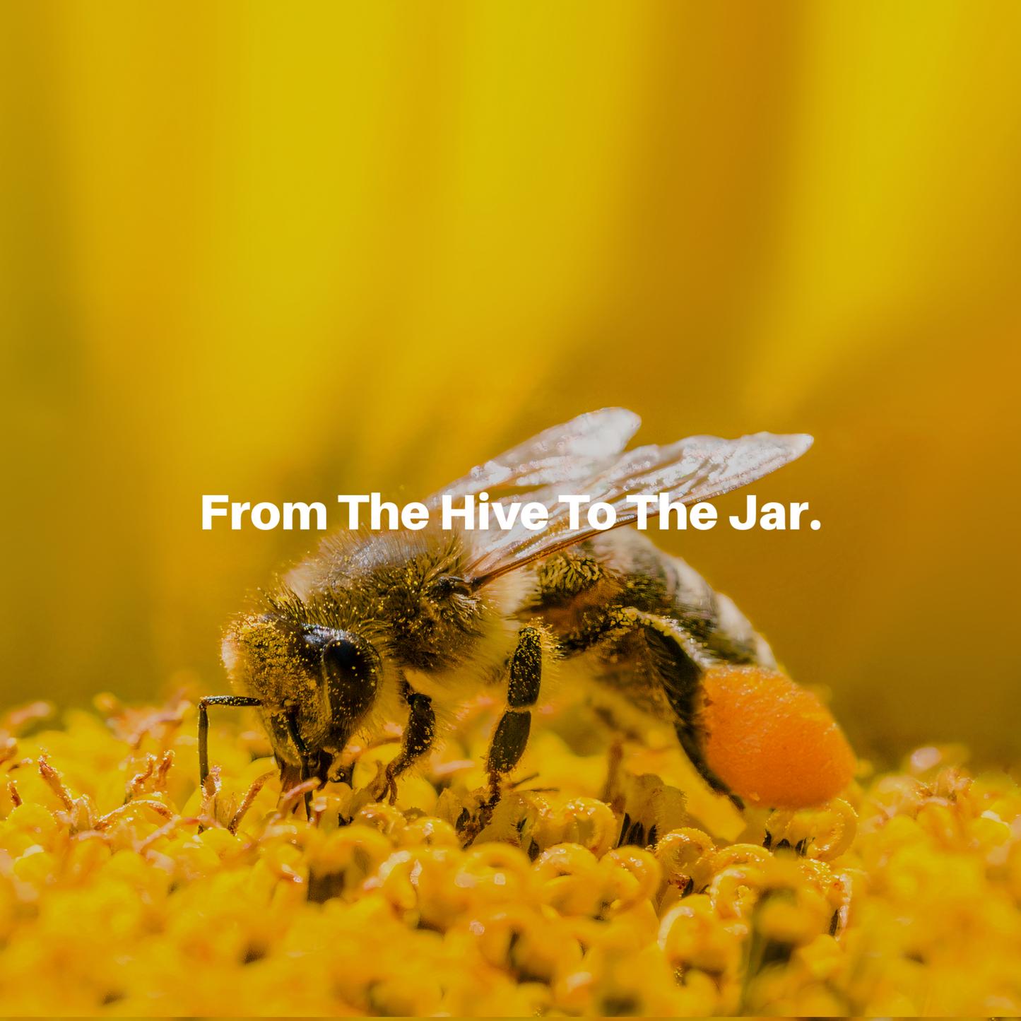 HoneyPlusCo | 100% Natural Raw Unfiltered Bee Pollen