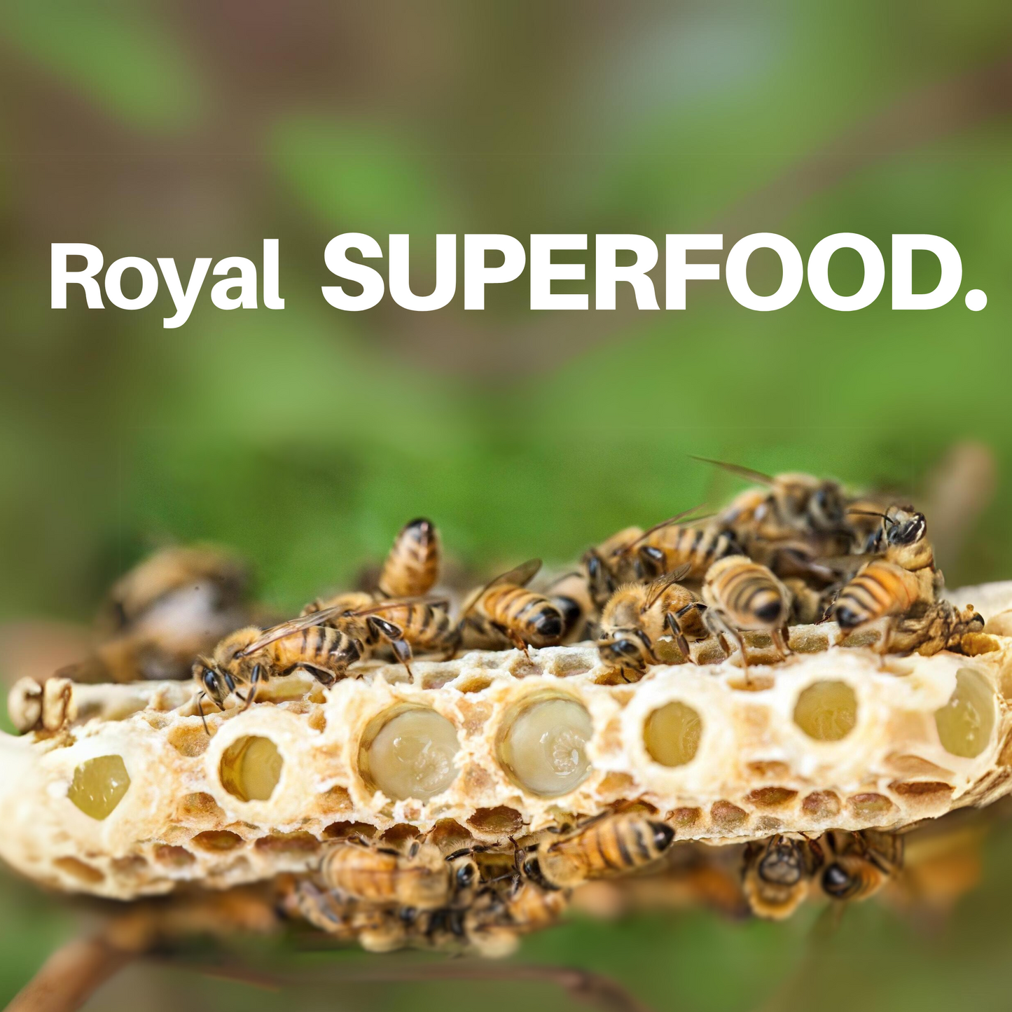 HoneyPlusCo | 100% Natural Fresh Royal Jelly