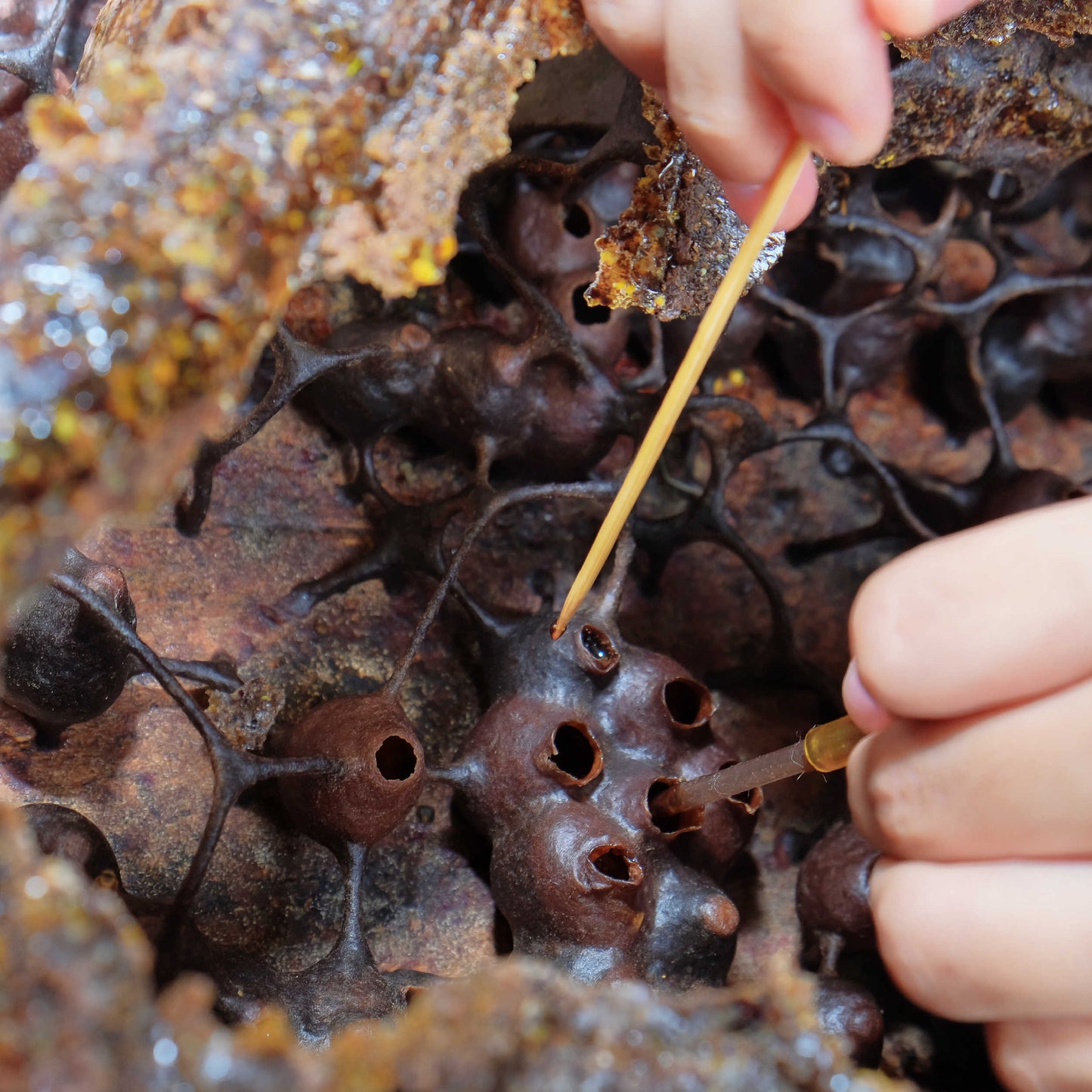 HoneyPlusCo | 100% Natural Melipona Honey - Made By Stingless Bees