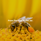 HoneyPlusCo | 100% Natural Raw Unfiltered Bee Pollen