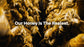 HoneyPlusCo | 100% Natural Raw Unfiltered Honeycomb